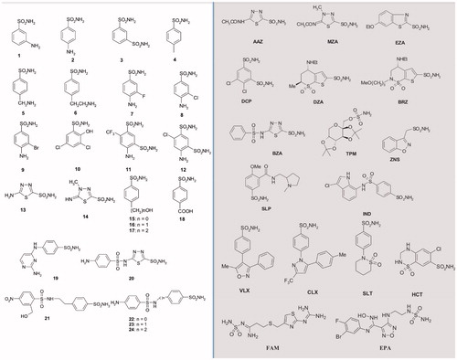 Figure 6. The 42 compounds used to study the EcoCAγ inhibition profile. Forty-one sulphonamides and one sulfamate (TPM) were exploited. On the left, the series 1–24; on the right and grey, the clinically used drugs.