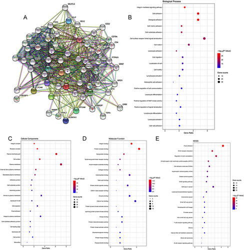 Figure 7 Construction of PPI network and exploration of CD24 molecular functions and regulation pathways. (A) The PPI network of CD24 was constructed based on the STRING database. (B) GO biological process. (C) GO cellular component. (D) GO molecular function. (E) Pathway enrichment analysis of CD24 and its co-expressed genes based on the Kyoto Encyclopedia of Genes and Genomes database.