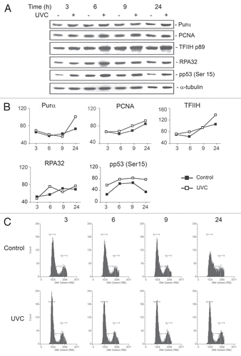 Figure 6 Effect of UVC irradiation on synchronized wild-type Balb/c mouse fibroblasts. Wild-type Balb/c mouse fibroblasts were synchronized by 72 hours of serum starvation and then treated with and without UVC (20 J/m2) at time zero. (A) Cells were harvested and subject to western blot. (B) The western blots in (A) were quantitated by densitometry. (C) Cells from the same samples were harvested and analyzed by FACS for the cell cycle.