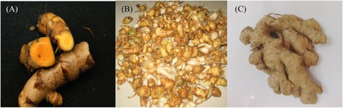 Figure 1. Rhizomes of (A) C. longa, (B) K. galanga and (C) Z. officinale collected from different parts of Odisha.