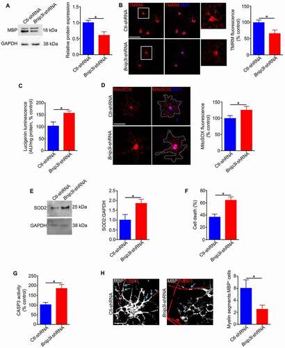 Figure 10. BNIP3L is required for mitochondrial function and survival of newly differentiated oligodendrocytes. Undifferentiated cells were infected with Bnip3l-shRNA or Ctl-shRNA and cultured in differentiation medium for 6 days. (A) Immunoblotting analysis showed a decrease in expression of MBP in Bnip3l-shRNA treated cells relative to those treated with control shRNA. (B) Representative confocal microscope images and quantitative analysis of TMRM fluorescence indicated a significant reduction in MMP in Bnip3l-shRNA cells relative to control. Scale bar: 50 μm. (C) Quantitative analysis of superoxide release showed that the level of superoxide is enhanced in Bnip3l-shRNA infected cells relative to control. (D) Representative images and quantification of MitoSOX fluorescence showed that the level of mitochondrial ROS is increased in Bnip3l-shRNA cells compared to control. Scale bar: 20 μm. (E) Immunoblotting of proteins extracted from differentiated cells showed elevated SOD2 expression in Bnip3l-shRNA infected cells relative to control. (F) Quantification of cell death (%) showed a significant reduction in the viability of Bnip3l-shRNA infected cells relative to control. (G) The level of CASP3 activity is increased in the Bnip3l-shRNA cells relative to control. (H) OPCs treated with Bnip3l or Ctl-shRNA were co-cultured with HsESC-dervied RGCs for 8 days in differentiation medium, then immunostained for MBP and TUBB3. Cells treated with Bnip3l-shRNA had fewer myelin segments (arrows) compared to Ctl-shRNA-treated cells. Scale bar: 10 μm. Values are mean ± SEM. *p < 0.05