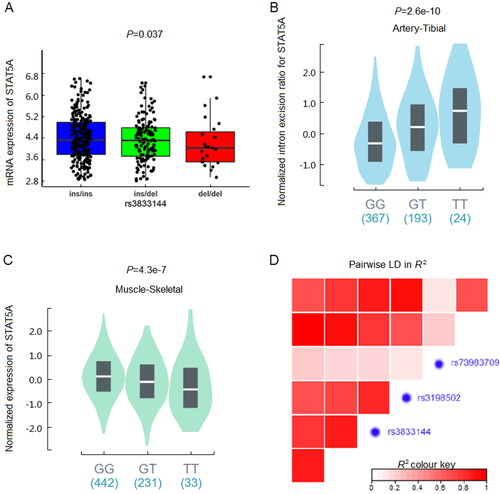 Figure 2. (A) Genotype-expression eQTL assay between rs3833144 and mRNA expression of STAT5A in 445 lymphoblastoid cell lines in 1000 Genomes Project database. (B) Genotype-phenotype sQTL assay between rs3198502 and STAT5A in GTex database. (C) Genotype-phenotype eQTL assay between rs3198502 and STAT3 in GTEx database. (D) Linkage disequilibrium (LD) analysis of rs3833144, rs3198502, rs73983709 and their nearby loci.