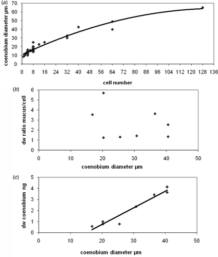 Fig. 3. Parameters related to coenobial diameters of Gloecapsa spec. Points represent single coenobia. (a) Cell numbers of single coenobia; (b) dry weight ratio mucous material per cell; (c) the total (cells and mucilage) dry weight of the coenobia.