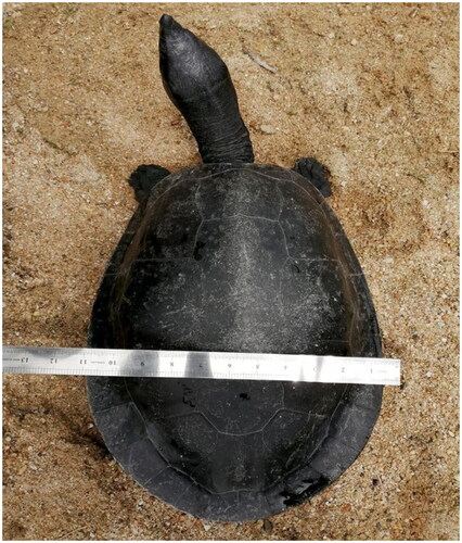 Figure 1. Represent an adult Southern River Terrapin (B. affinis affinis) from the Southern River Terrapin Breeding Center in Bota Kanan, Perak, Malaysia (own photo).