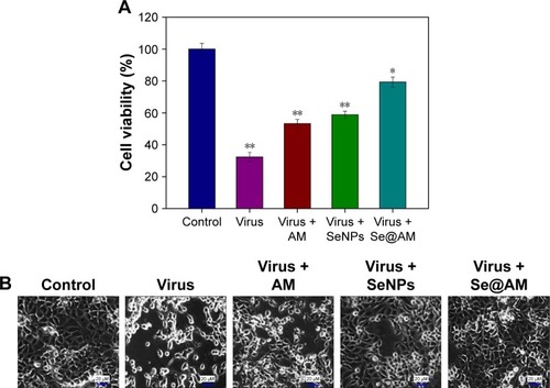 Figure 4 Effects of Se@AM on the growth of H1N1 infection of MDCK cells by MTT assay.Notes: (A) Antiviral activity of Se@AM. Free concentration of SeNPs was 1 mM and AM 0.4 µm. AM (0.1 µM) and SeNPs (0.125 µM) were loaded onto the Se@AM. (B) Morphological changes in H1N1-infected MDCK cells were observed by phase-contrast microscopy. Bars with different characters are statistically different at *p<0.05 or **p<0.01 level.Abbreviations: AM, amantadine; MDCK, Madin–Darby Canine Kidney; Se@AM, AM-modified SeNPs; SeNPs, selenium nanoparticles.