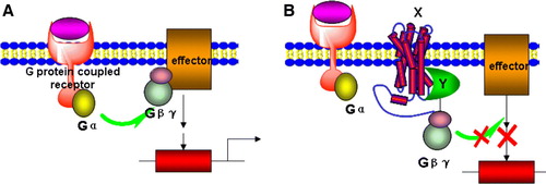 Figure 3.  A G-protein coupled receptor-based Y2H system. (A) The activation of a G-protein coupled receptor can lead to dissociation of Gβγ from Gα and then to the activation of downstream effectors. (B) In the Gγ-deficient yeast mutant stain, a hybrid cytosolic protein Y interacts with Gβγ and membrane-bound protein X simultaneously and prevents interaction of Gβγ to activated Gα, thus inhibiting downstream signalling and gene expression. This Figure is reproduced in colour in Molecular Membrane Biology online.