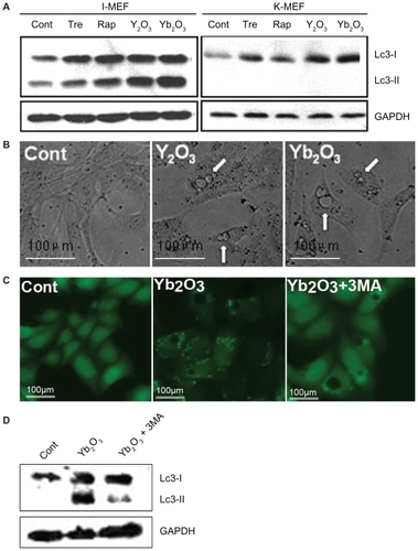 Figure 5 Massive vacuolization induced by Y2O3, Yb2O3 is an independent event. A) the autophagy blocking effect of Atg5−/− MEF cells by western blotting. Cells were either untreated (cont) or treated with trehalose 100 μM, rapamycin 50 μg/mL (Tre, Rap, two well-known autophagy inducers as positive control), 50 μg/mL Y2O3, Yb2O3, I-MEF = immortalized wildtype MEF cells, K-MEF = Atg5−/− MEF cells. B) Direct vacuolization of K-MEF cells observed under phase contrast microscopy. C, D) 3-MA, the autophagy inducer, does not interfere with vacuolization. Cells were treated with nothing (cont), 50 μg/mL Yb2O3, 50 g/mL Yb2O3 + 5 μM 3-MA. After observation under fluorescent microscopy, cells were trypsinized, collected and subject to western blotting.
