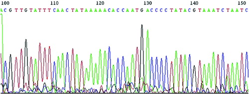 Figure 3. Partial sequencing result of R. brelichi's mitochondrial gene. Note: This is a partial sequencing result from R. brelichi mitochondrial gene, showing the sequencing quality.