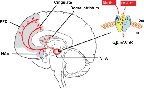 Figure 1 Schematic diagram of the mesolimbic DA projection pathway in human brain, illustrating that nicotine activates α4β2 nAChRs located on DA neurons in the VTA and increases VTA DA neuron activity as well as DA release in the NAc, dorsal striatum, and PFC. Insert: Simplified structure of α4β2 nAChR (ion channel) located on surface of VTA DA neurons. Activation of α4β2 nAChR opens the receptor ion channel, causing influx of Na+ and/or Ca++ and depolarization of VTA DA neuron.