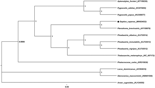 Figure 1. Bayesian inference phylogeny of Daption capense with 12 Aves species based on the commonly conserved 12 mitochondrial protein-coding sequences. Posterior probability was calculated using MrBayes program. GenBank accession numbers are presented next to the species names. Anser cygnoides was used as the outgroup.