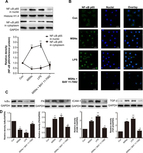 Figure 8 Reduction of the fibrosis by MSNs on NRK-52E cells through inhibition of the NF-κB pathway.Notes: The changes in the protein expression (A) and immunofluorescence staining (B) of NF-κB p65 in the nuclei and cytoplasm were evaluated through Western blot analysis and confocal microscopy. MSNs: 400 εg/mL MSNs for 30 min; LPS: 2 εg/mL LPS for 30 min; MSNs + BAY 11-7082: pre-treatment with 3 εM BAY 11-7082 for 1 h followed by treatment with MSNs for 30 min. The fibrosis reduction was measured by Western blot with the indicated antibodies (C). MSNs: 400 εg/mL MSNs for 24 h; LPS: 2 εg/mL LPS for 24 h; MSNs + BAY 11-7082: pre-treatment with 3 εM BAY 11-7082 for 2 h followed by treatment with MSNs for 24 h. Histone H1.4 and GAPDH were used as the loading control for the nuclear and cytoplasmic proteins, respectively. TNF-α, IL-1β, and IL-6 production (D) was assessed using ELISA assay. MSNs: 400 εg/mL MSNs for 2 h; LPS: 2 εg/mL LPS for 30 min; MSNs + BAY 11-7082: pre-treatment with 3 εM BAY 11-7082 for 1 h followed by treatment with MSNs for 2 h. The data are expressed as the means ± standard error of the mean. The results are representative of three independent experiments. (*P<0.05, and **P<0.01 versus con, #P<0.05, and ##P<0.01 versus MSNs, ANOVA).Abbreviations: MSNs, mesoporous silica nanoparticles; NF-κB, nuclear factor kappa B; NRK, normal rat kidney; min, minutes; h, hour(s); ELISA, enzyme-linked immunosorbent assay; ANOVA, analysis of variance; con, control; LPS, Lipopolysaccharides.