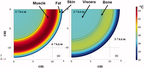 Figure 7. FEA simulations of temperature distribution in the multilayer cylindrical thermal regulatory model comparing nonspecific heating from nonuniform and uniform AMFs. Thermal distribution at the end of 20 min heating time at a fixed frequency of 150 kHz for (a) exposure to inhomogeneous fields as generated by MFH®300F with amplitude of ∼3.7 kA/m at target located ∼12 cm depth. (b) As in (a) but from uniform AMF from the human scale modified Maxwell coil.