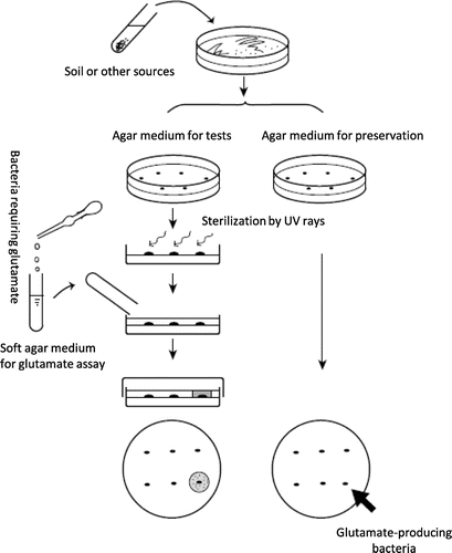 Fig. 1. Method of screening for glutamate-producing bacteria.
