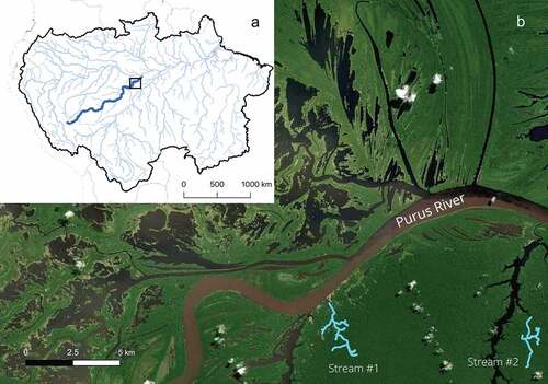 Figure 1. Study area showing (a) Amazon basin (black outline) and main-rivers network (light blue) and Purus river (dark blue); (b) Streams (S#1 and S#2; blue line) where caimans were monitored are affluents of the Purus River.