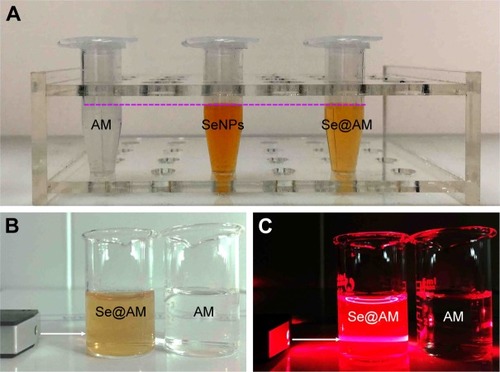 Figure 1 Light images of AM, SeNPs, and Se@AM.Notes: (A) The color change of AM, SeNPs, and Se@AM. (B and C) Tyndall effect of Se@AM.Abbreviations: AM, amantadine; Se@AM, AM-modified SeNPs; SeNPs, selenium nanoparticles.
