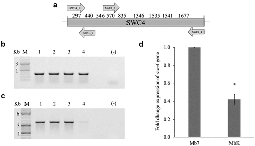 Figure 3. Validation of adenine methylation in the swc4 gene. (a) Schematic representation of the entire swc4 gene (nt 1–1971). Numbers above the scheme represent locations of GATC sites in the sequence. Arrows represent primers by orientation and location within the sequence. (b) Agarose (1%) gel demonstrating amplification using SWC4_1 and SWC4_2 primers, giving an amplicon of 324 bp. (c) Agarose (1%) gel demonstrating amplification using SWC4_3 and SWC4_4 primers, giving an amplicon of 1248 bp. Samples: M − 1 kb DNA ladder; 1 – undigested Mb7 gDNA; 2 – undigested MbK gDNA; 3 – DpnI-digested Mb7 gDNA; 4 – DpnI-digested MbK gDNA. (d) Differential expression of swc4 between M. brunneum isolates Mb7 and MbK tested by qRT-PCR using translation elongation factor 1 alpha (tef) as a reference. Asterisk represents statistical significance by t-test analysis (p <0.05).