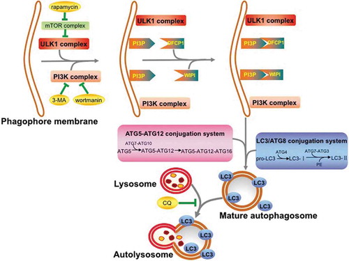 Figure 1. The biogenesis of the autolysosome. (1) The activated UNC-51-like kinase 1 (ULK1) complex is recruited to the initiating phagophore membrane. (2) The class Ⅲ phosphatidylinositol-3-kinase (PI3K) complex is attached with the phagophore membrane and phosphorylates phosphatidylinositol to generate phosphatidylinositol-3-phosphate (PI3P). (3) Effector proteins of PI3P, like double FYVE-containing protein1 (DFCP1) and WD-repeat domain phosphoinositide-interacting (WIPI), are linked with the membrane. (4) The elongation phase of the membrane requires the ATG5-ATG12 conjugation system and the microtubule-associated protein light chain 3 (LC3)/ATG8 conjugation system, then a double-membrane autophagosome is formed. (5) The mature autophagosome is fused with the lysosome to develop an autolysosome. Several agents act on different sites of the autolysosome biogenesis. For instance, 3-methyladenine (3-MA) and wortmannin suppress the formation of autophagy by inhibiting vacuolar protein sorting 34 (VPS34) of the ULK1 complex, chloroquine (CQ) impairs autophagosome-lysosome fusion and lysosomal degradative activity, and bafilomycin A1 inhibits vacuolar type proton ATPase and the fusion between autophagosomes and lysosomes. Conversely, rapamycin serves as an agonist of autophagy through its inhibition of mammalian target of rapamycin (mTOR, which is part of the mTOR complex), since the mTOR complex is a negative regulator of the ULK1 complex.