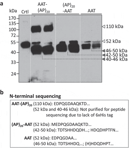 Figure 4. Detection of (AP)20-AAT, AAT-(AP)20 and AAT products accumulated in BY-2 cell culture medium. (a) Western blotting detection of the transgenic products. Two transgenic BY-2 cell lines for each gene construct were grown in liquid medium for 10 days before the assay with an anti-AAT polyclonal antibody. Crtl: AAT standard (100 ng). Sixteen microliter of culture media was loaded into each well. (b) N-terminal peptide sequencing of transgenic products. Those with a C-terminal 6 × His tag were able to be purified with the Ni-NTA Spin Columns for sequencing.