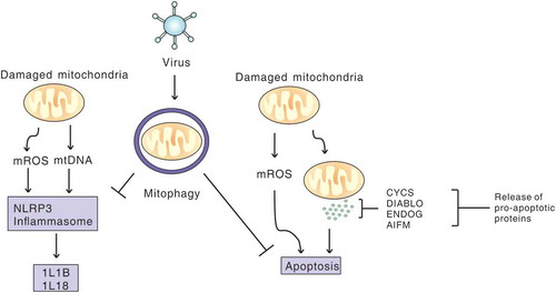 Figure 3. Viral infection induces mitophagy to inhibit apoptosis and NLRP3 inflammation. Virus-induced mitophagy limits NLRP3 inflammation and apoptosis by removing damaged mitochondria that release mitochondrial ROS (mROS) and mitochondrial DNA (mtDNA), and pro-apoptosis proteins, to promote viral propagation.