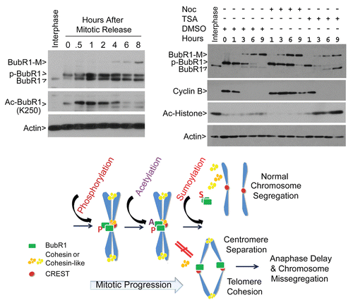 Figure 7 BubR1 sumoylation is associated with its biochemical inactivation. (A) Mitotic cells collected by shake-off after treatment with nocodazole for 14 h were released into fresh culture medium. At various times of release, cell lysates, along with interphase control ones, were blotted for BubR1 sumoylation and acetylation using an acetylation-specific antibody. Arrow Ac-BubR1 (K250) denotes K250-acetylated BubR1. (B) Mitotic cells collected by shake-off after treatment with nocodazole for 14 h were released into fresh culture medium supplemented with or without nocodazole or TSA. At various times of release as indicated, cell lysates along with interphase control ones were blotted for BubR1, cyclin B, acetylated histones and β-actin. (C) A model depicting the molecular regulation of BubR1 during mitosis. A, P and S denote acetylation, phosphorylation and sumoylation, respectively.