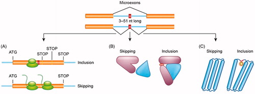 Figure 1. Inclusion of microexons within the mRNA sequence might have profound functional consequences for protein translation and structure. A presence of microexon can result in open reading frame shift leading to premature stop codons and degradation of the mRNA (A). Inclusion of additional amino acids encoded by microexons can lead to changes in protein’s ability to interact with other proteins (B) or generate additional sites for post-translational modifications (C).