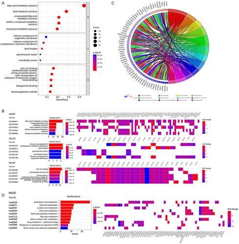 Figure 2 Functional enrichment analysis of DELMGs. (A and B) The Gene Ontology (GO) terms enriched in DELMGs. (C and D) The Kyoto Encyclopedia of Genes and Genomes (KEGG) pathways enriched in DELMGs.