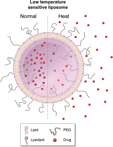 Figure 1. Low temperature sensitive liposome (LTSL): Lipid bilayer, which encapsulates (chemo-) therapeutic agents. They rapidly release their payload in response to heat.