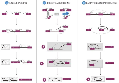 Figure 1. Putative pathways for circRNA biogenesis. A constitutive linear RNA splicing pattern is shown for comparison purposes (A). CircRNA formation may proceed through a direct backsplicing pathway in which circularization can be driven by intron pairing (B, left upper panel) or RNA-binding protein pairing (B, right upper panel) that brings the appropriate splice signals within proximity of each other. A linear RNA containing the skipped exons may be formed as shown in the gray box or may be degraded depending on the kinetics of splicing vs. debranching and exonuclease mediated degradation. Alternatively, circRNAs may be produced through a lariat driven pathway (C) where exon skipping removes the exons to be backspliced from the primary transcript and promotes circularization because the splice signals of the circRNA exon to be are juxtaposed in the lariat structure. The circRNA may be formed concurrently with the linear RNA as shown in the gray box or may not be formed depending on the kinetics of intra-lariat splicing vs. debranching and exonuclease mediated degradation. In all instances, the intronic lariat products are likely rapidly degraded (gray, hatched boxes).