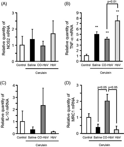 Figure 4. M1 and M2 polarization of macrophages in the pancreas of acute pancreatitis model mice. The mRNA expressions of (A) NOS2, (B) TNF-α, (C) IL-10, and (D) MRC1 were determined using pancreas tissue collected at 12 h after the start of cerulein administration. Data are mean ± S.E. (n = 6 per group). **p < .01 versus control.