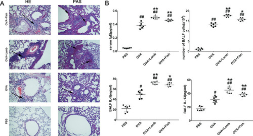 Figure 2 Effect of lamb and fish on the lung inflammation of mice. (A) Lung histological effects of lamb and fish in asthmatic mice (magnification ×20); (B) IgE levels from serum, the total cell numbers from BALF, IL-5, and IL-13 levels from BALF. All data were expressed as mean ± SEM. Compared with the PBS group, ##P <0.01 #P <0.05; compared with the OVA group, **P <0.01 *P <0.05. n= 6 per group.