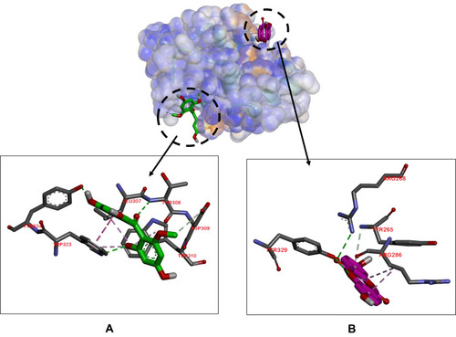 Figure 3 Binding sites on caspase 9 for 2 (A) and 1 (B).