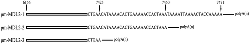 Figure 3. Transcript structures of LncRNAs pm-MDL2-1, pm-MDL2-2, pm-MDL2-3. Arrows represented the alternative polyadenylation sites.
