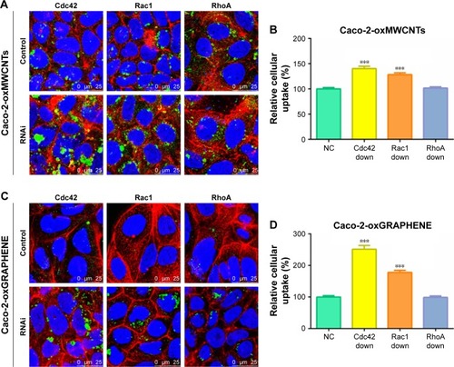 Figure 6 The endocytosis of oxMWCNTs and oxGRAPHENE in Caco-2 cells after down-regulation of Cdc42, Rac1, and RhoA. (A–D) CLSM images of endocytosis and relative cellular uptake of oxMWCNTs or oxGRAPHENE in wild and Rho GTPase-silenced Caco-2 cells. (E–H) CLSM images of endocytosis and relative cellular uptake of oxMWCNTs or oxGRAPHENE in Caco-2 cells after inactivation of Cdc42, Rac1, and RhoA. Data were expressed as mean ± SE, n (indicates different cells) ≥30 (*P<0.05; ***P<0.001).Abbreviations: MWCNTs, multi-walled carbon nanotubes; CLSM, confocal laser scanning microscopy; NC, negative control.