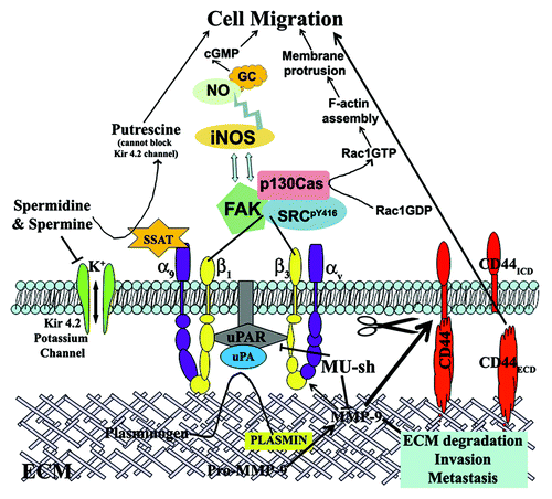 Figure 1. Schematic presentation of the possible role and the mechanisms by which MMP-9/uPAR plasmid shRNA (MU-sh) regulate glioma cell migration. ECM, extracellular matrix; ECD, extracellular domain; ICD, intracellular domain; SSAT, spermidine/spermine-N1-acetyl transferase; GC, guanylyl cyclase; NO, nitric oxide; NOS, nitric oxide synthase.