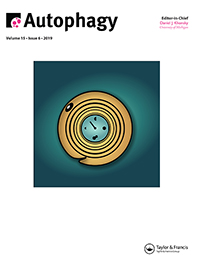 Cover image for Autophagy, Volume 15, Issue 6, 2019