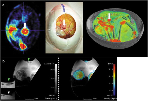 Figure 3. Conventional tumor imaging modalities have been applied on CAM tumor analyses. (a) Examples of human glioblastoma U87 (white arrows) and the chick embryo visualized via co-registered PET/CT (left), photograph (middle) and 3D overlay of PET and CT images post-administration of 18F-FDG. Reproduced from Warnock et al. [Citation98]. Copyright 2013 by the Society of Nuclear Medicine and Molecular Imaging, Inc. (b) MRI (T2-weighted, left panel) and PET/MR fusion images (right) of PSMA-positive LNCaP C4-2 prostate carcinoma. Green and white arrows indicate PSMA (+) cells and CAM, respectively. Reproduced from Winter et al. [Citation99]. Copyright 2020 by the authors