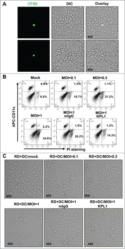 Figure 3. Prior-treatment of MDDCs with KPL1 rescues the RD cells from death induced by transferred viruses. (A) RD cells around virus-loaded MDDCs (CFSE-labeled) show cytopathic effect. Two representative fields were shown. (B) Cell death detection by flow cytometry. PI-exclusion staining was used to examine cell death, and MDDCs (CD11c+) and RD cells (CD11c−) were distinguished by CD11c immunostaining. (C) Cell death observed under light microscopy. (A, B, C) One representative from at least 3 repeats was shown, and 10,000 counts were calculated for each samples in flow cytometry assay.