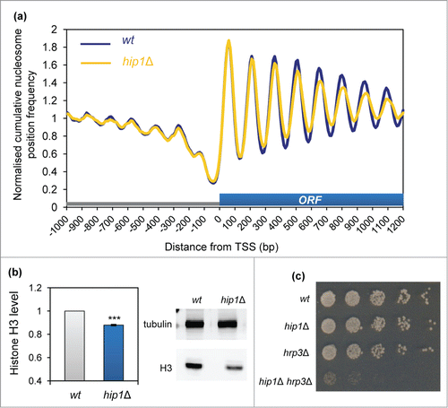 Figure 2. HIRA is required for normal nucleosome occupancy at Pol II transcribed genes. (A) Average nucleosome (150 bp size class particle) sequence read frequency profiles for 4013 S. pombe genes aligned at the transcription start site (TSS). (B) Whole cell extracts were subjected to western blotting with histone H3 (Abcam) and tubulin antibodies. An example of the primary data is shown along with a quantification of histone H3 levels normalized to tubulin (right). Data are the mean of 9 independent repeats and error bars represent ±SEM. *** indicates P < 0.001 t-test. (C) Strains, NT5 (wt), AW046 (hrp3Δ), SW700 (hip1Δ), CsG349 (hip1Δ hrp3Δ) were grown in YE5S medium until they reached an OD595 = 0.2–0.3. Cultures were subjected to five-fold serial dilution, spotted onto YE5S agar and incubated for 4 d at 30°C.