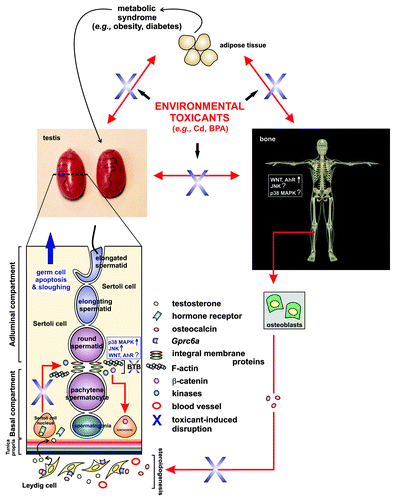 Figure 2. A schematic drawing illustrating cross-talks between adipose tissue, skeleton, and the testis that maintain the male reproductive function. As described in text, osteocalcin released from osteoblasts in bones can regulate steroidogenesis, which can be impeded by environmental toxicants. Environmental toxicants can exert their effects on the cross-talks of skeleton-testis, adipose tissue-testis, adipose-skeleton and bone-Leyig cells. This, in turn, perturbs blood-testis barrier (BTB) function, germ cell apoptosis, germ cell adhesion, and steroidogenesis via changes in mitogen-activated protein (MAP) kinase, oxidative stress, and others.