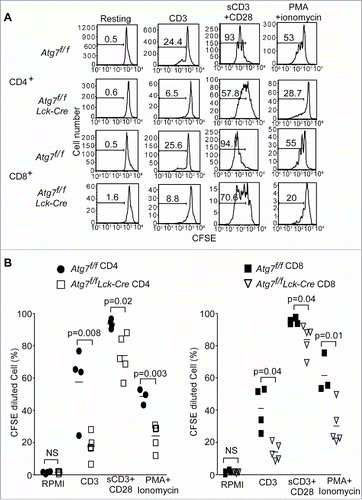 Figure 1. Defective proliferation of Atg7-deficient T cells. Splenocytes from Atg7f/f and Atg7f/fLck-Cre mice were loaded with CFSE and stimulated with coated anti-CD3 mAb (2C11), soluble anti-CD3 plus anti-CD28 (sCD3+CD28) or PMA together with ionomycin for 72 h. The CFSE-diluted cell populations were analyzed by flow cytometry and all cells were gated on 7-AAD negative cells. These experiments were repeated 3 times. (A) Representative flow cytometry profiles of CD4+ or CD8+ T cell proliferation from Atg7-deficient T cells. (B) The percentages of CFSE-diluted CD4+ or CD8+ T cells from Atg7f/f and Atg7f/fLck-Cre mice. Each symbol represents one mouse.