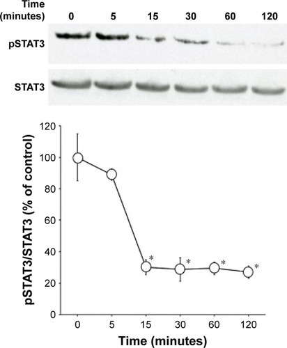 Figure 6 Time-dependent changes in SD1029-induced STAT3 phosphorylation.