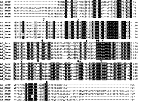 Figure 5.  Multiple alignments of related proteins in the subfamily SLC35A. Besides the UDP-N-acetylglucosamine transporter (SLC35A3; Accession numbers: DQ883629 and AAH24110), the alignment comprises amino acid sequences for the mammalian UDP-sialic acid (SLC35A1; AAI02766 and AAH12252) and UDP-galactose (SLC35A2; AAX46538 and AAH37701) transporters. Sus scrofa is abbreviated Sscr, Bos Taurus: Btau, and Mus musculus: Mmus. Black background indicates conserved residues among the three transporters, whereas grey background indicates similar residues. Arrowheads illustrate SLC35A3 mutations from the present work, and oval symbols illustrate mutations from studies of SLC35A1 and -A2 proteins (Eckhardt et al. Citation1998, Ishida et al. Citation1999b, Oelmann et al. Citation2001). Open symbols indicate maintained transport activity in contrast to filled symbols for inactive transporters.