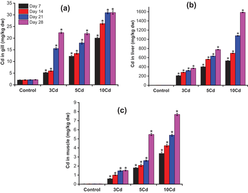 Figure 2. The accumulation of Cd in Anabas testudineus tissues during exposure period (Mean ± SD, n = 3 and *significantly different (p < 0.05) between Cd-exposed fish and control fish).