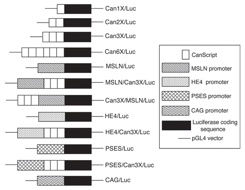 Figure 1 Schematics of DNA constructs used in this study (not drawn to scale). CAG is a ubiquitously active regulatory sequence consisting of the CMV enhancer and the chicken β-actin promoter.Citation7 All constructs are housed in the plasmid vector, pGL4.10(luc2).