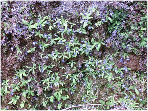 Photo 9. Autre vue de l’Adianto – Pinguiculetum reichenbachianae des gorges de Paganin (photo CBN méditerranéen).