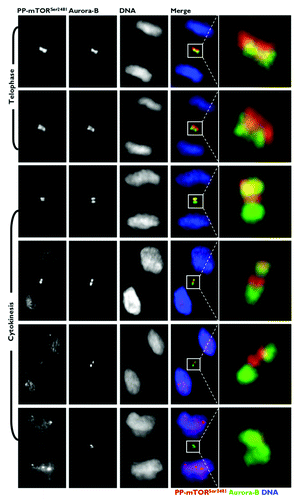 Figure 5. Co-localization analysis of phospho-mTORSer2481 and the CPP Aurora B during mitosis and cytokinesis. Asynchronously growing A431 cells were fixed and stained as described in the Materials and Methods. The figure shows representative portions of images containing dividing cells captured with a 40x objective in the channels corresponding to phospho-mTORSer2481 (red), Aurora B (green) and Hoechst 33258 (blue), and the images were merged with a BD PathwayTM 855 Bioimager System using BD AttovisionTM software. The rectangular regions (white lines) are enlarged and shown as high-magnification insets in the right panels.