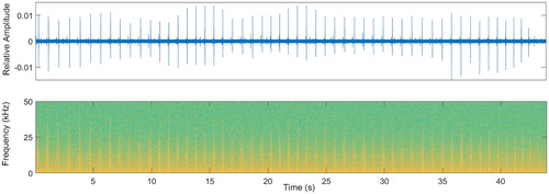 Figure 3. Example of a click train with more than 50 clicks recorded at the Castlepoint location on 07/06/2016 at 05:10 am (UTC time). Relative amplitude in time domain is shown on the top and the respective spectrogram on the bottom.