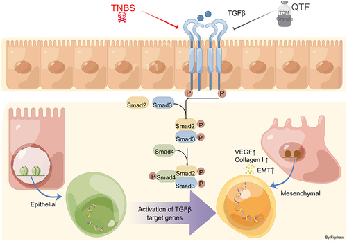 Figure 10 Signaling pathway displaying how QTF regulates CD-induced intestinal fibrosis through inhibiting the TGF-β1/Smad/VEGF pathway.