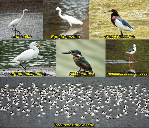 Photo 11. Some of the many species of waterbirds that inhabit the restored Fengtang estuary. Photographer: Hua-Lin Xu.