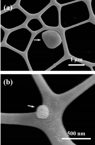 Figure 2 FE-SEM images showing NRL-HA nanoparticle at concentration of 10−4 wt.%: (a) discrete particle and (b) small discrete particle with coarse surface